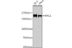 Western blot analysis of extracts of various cell lines using MKL1 Polyclonal Antibody at dilution of 1:1000. (MKL1 抗体)