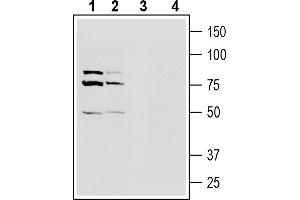 Western blot analysis of mouse brain membranes (lanes 1 and 3) and rat brain membranes (lanes 2 and 4):1-2.