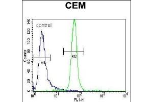 MUSK Antibody (ABIN392021 and ABIN2841797) flow cytometric analysis of CEM cells (right histogram) compared to a negative control cell (left histogram). (MUSK 抗体)