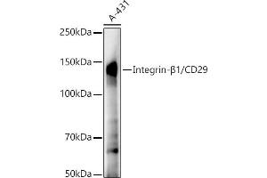 Western blot analysis of extracts of A-431 cells, using Integrin-β1/CD29 antibody (ABIN7267926) at 1:20000 dilution. (ITGB1 抗体)