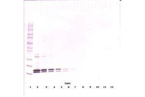 Image no. 2 for anti-Tumor Necrosis Factor (Ligand) Superfamily, Member 13b (TNFSF13B) antibody (ABIN1496804) (BAFF 抗体)