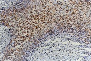 Immunohistochemistry staining of tonsil (paraffin-embedded sections) with anti-CD45RB (MEM-55). (CD45RB 抗体)
