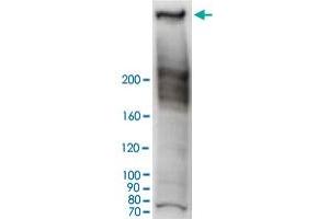 Western blot analysis of HeLa cell lysate with RANBP2 polyclonal antibody .
