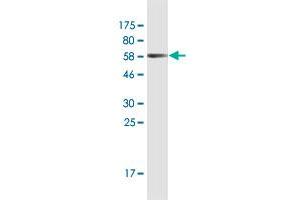 Western Blot detection against Immunogen (61. (RNF126 抗体  (AA 1-326))
