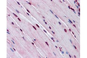 Anti-TTF1 antibody IHC of mouse skeletal muscle. (TTF1 抗体  (AA 51-100))