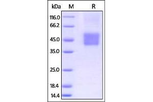 SDS-PAGE (SDS) image for Fc Fragment of IgG, Low Affinity IIIa, Receptor (CD16a) (FCGR3A) (AA 17-208) (Active) protein (His tag,AVI tag,Biotin) (ABIN2870544)