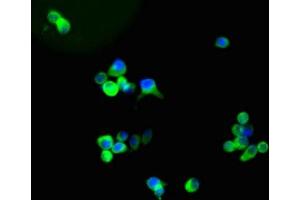 Immunofluorescence (IF) image for anti-Glial Fibrillary Acidic Protein (GFAP) (AA 292-432) antibody (ABIN7153847)