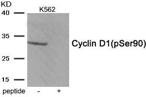 Western blot analysis of extracts from K562 tissue using Cyclin D1 (Phospho-Ser90) antibody. (Cyclin D1 抗体  (pSer90))