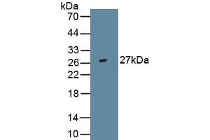 Detection of Recombinant IL29, Human using Monoclonal Antibody to Interleukin 29 (IL29) (IL29 抗体  (AA 20-200))