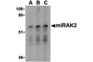 Western Blotting (WB) image for anti-Interleukin-1 Receptor-Associated Kinase 2 (IRAK2) (C-Term) antibody (ABIN1030447) (IRAK2 抗体  (C-Term))