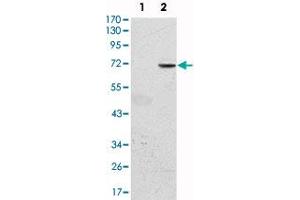 Western blot analysis using GFI1 monoclonal antibody, clone 5D7  against HEK293 (1) and GFI1-hIgGFc transfected HEK293 (2) cell lysate. (GFI1 抗体)