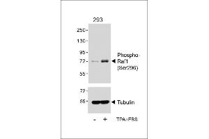 Western blot analysis of lysates from 293 cell line, untreated or treated with T(200nM)+10 % FBS, using (ABIN6241059 and ABIN6578963) (upper) or Tubulin (lower). (RAF1 抗体  (pSer296))