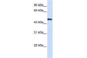 WB Suggested Anti-CSDA Antibody Titration: 0. (CSDA 抗体  (C-Term))
