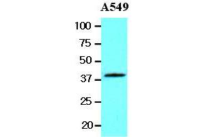 Western Blotting (WB) image for anti-Wingless-Type MMTV Integration Site Family, Member 3A (WNT3A) (AA 19-352) antibody (ABIN336096) (WNT3A 抗体  (AA 19-352))