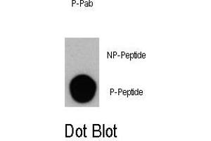 Dot blot analysis of Phospho-PI3KC3- Antibody (ABIN389784 and ABIN2839691) on nitrocellulose membrane. (PIK3C3 抗体  (pSer164))