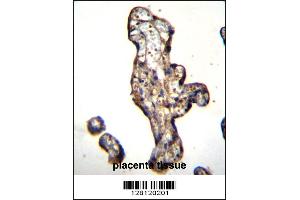 SLC15A3 Antibody immunohistochemistry analysis in formalin fixed and paraffin embedded human placenta tissue followed by peroxidase conjugation of the secondary antibody and DAB staining. (SLC15A3 抗体  (AA 168-197))