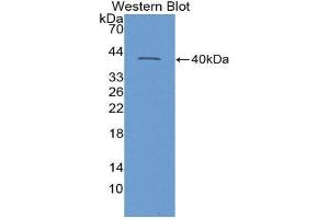 Western Blotting (WB) image for anti-Insulin Like Protein 3 (AA 63-129) antibody (ABIN1868723) (Insulin Like Protein 3 (AA 63-129) 抗体)