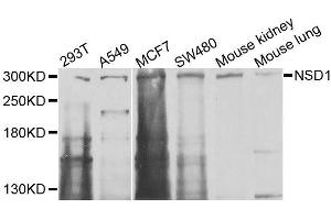 Western blot analysis of extracts of various cell lines, using NSD1 antibody (ABIN6003690) at 1/1000 dilution. (NSD1 抗体)