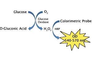 Glucose assay principle. (Glucose Assay Kit (Colorimetric))
