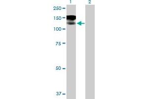 Western Blot analysis of MAN2B1 expression in transfected 293T cell line by MAN2B1 MaxPab polyclonal antibody.