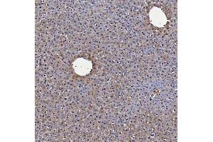 IHC analysis of SBP/SELENBP1 using anti-SBP/SELENBP1 antibody (ABIN7600755). (SELENBP1 抗体  (AA 23-462))