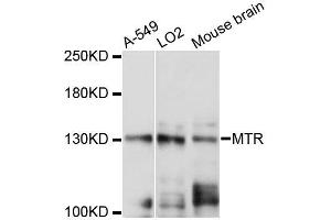 Western blot analysis of extracts of various cell lines, using MTR antibody (ABIN5996382) at 1:3000 dilution. (MTR 抗体)