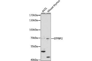 Western blot analysis of extracts of various cell lines, using GTPBP2 antibody (ABIN7267523) at 1:1000 dilution. (GTPBP2 抗体  (AA 1-250))