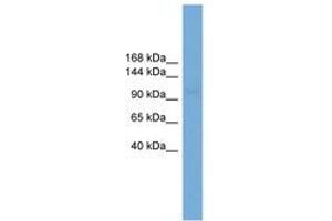 Image no. 1 for anti-Solute Carrier Family 9 (Sodium/hydrogen Exchanger), Member 3 (SLC9A3) (AA 611-660) antibody (ABIN6745597)