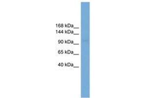 Image no. 1 for anti-Solute Carrier Family 9 (Sodium/hydrogen Exchanger), Member 3 (SLC9A3) (AA 611-660) antibody (ABIN6745597) (SLC9A3 抗体  (AA 611-660))