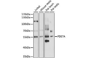 Western blot analysis of extracts of various cell lines, using PDE7A antibody (ABIN6293869) at 1:1000 dilution. (PDE7A 抗体)