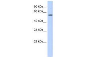 Image no. 1 for anti-PiggyBac Transposable Element Derived 3 (PGBD3) (AA 71-120) antibody (ABIN6742696) (PGBD3 抗体  (AA 71-120))