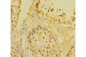 Immunohistochemistry of paraffin-embedded human testis tissue using ABIN7150760 at dilution of 1:100 (DUSP21 抗体  (AA 1-190))