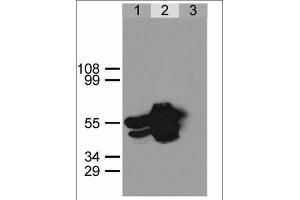 Immunoprecipitation of GFP-NLS from HEK293 cells using anti-GFP antibody. (GFP 抗体)