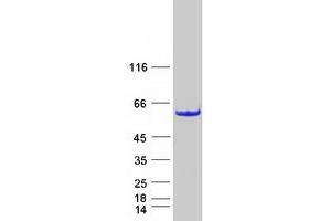 Validation with Western Blot (CCDC97 Protein (Myc-DYKDDDDK Tag))