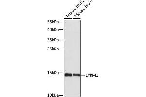 Western blot analysis of extracts of various cell lines, using LYRM1 antibody (ABIN7268322) at 1:1000 dilution. (LYRM1 抗体  (AA 1-122))