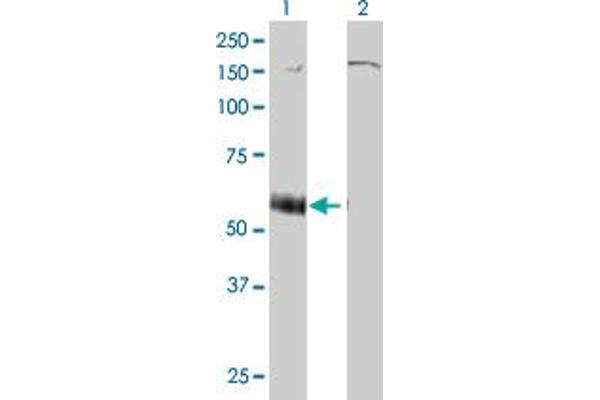 P2RX5 anticorps  (AA 126-224)