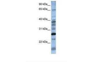 Image no. 1 for anti-Dolichyl Pyrophosphate Phosphatase 1 (DOLPP1) (N-Term) antibody (ABIN6738570) (DOLPP1 抗体  (N-Term))