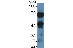 Rabbit Detection antibody from the kit in WB with Positive Control: Human lung lysate. (NAGA ELISA 试剂盒)