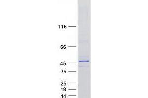 Western Blotting (WB) image for Necdin Homolog (Mouse) (NDN) protein (Myc-DYKDDDDK Tag) (ABIN2712331)