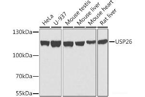 Western blot analysis of extracts of various cell lines using USP26 Polyclonal Antibody at dilution of 1:1000. (USP26 抗体)