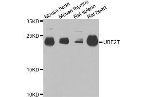 Western blot analysis of extracts of various cells, using UBE2T antibody.
