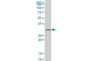 Western Blotting (WB) image for anti-Glutathione Transferase zeta 1 (Maleylacetoacetate Isomerase) (GSTZ1) (AA 109-216) antibody (ABIN516249)