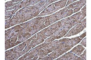 Immunohistochemistry (IHC) image for anti-Creatine Kinase, Brain (CKB) antibody (ABIN2855158)