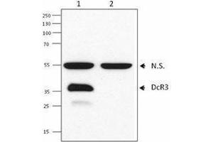 Western Blotting (WB) image for anti-Tumor Necrosis Factor Receptor Superfamily, Member 6b, Decoy (TNFRSF6B) antibody (ABIN2664922) (TNFRSF6B 抗体)