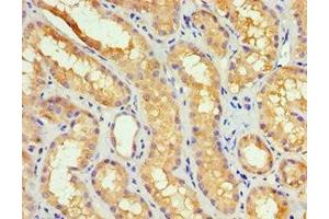 Immunohistochemistry of paraffin-embedded human kidney tissue using ABIN7149383 at dilution of 1:100 (GBA3 抗体  (AA 1-162))