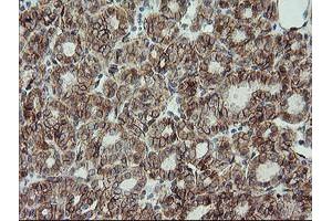 Image no. 2 for anti-Cadherin 2 (CDH2) antibody (ABIN1499625) (N-Cadherin 抗体)