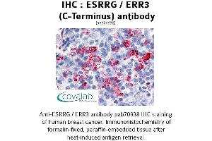 Image no. 1 for anti-Estrogen-Related Receptor gamma (ESRRG) antibody (ABIN1734157) (ESRRG 抗体)