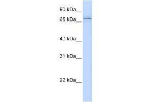 MAK antibody used at 1 ug/ml to detect target protein. (MAK 抗体  (C-Term))