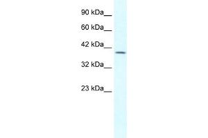 WB Suggested Anti-GBX2 Antibody Titration: 1. (GBX2 抗体  (Middle Region))