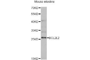 Western blot analysis of extracts of mouse intestine, using BCL2L2 antibody (ABIN6291794) at 1:1000 dilution. (BCL2L2 抗体)